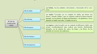 Grado 4 Tema 1 2 Niveles de organización celular  Mapa conceptual [upl. by Akenot91]