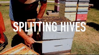 Splitting Hives [upl. by Alta]