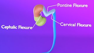 Brain Flexures  Primary Brain Vesicles  Secondary Brain Vesicles  Neuroembryology part 1 [upl. by Ardeth]