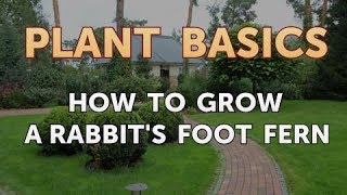 How to Grow a Rabbits Foot Fern [upl. by Nebra]