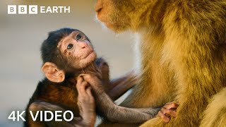 Two Hours of Amazing Animal Moments  4K UHD  BBC Earth [upl. by Neal]