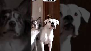 telugu funny dogs dubbing🐶😃ytshorts [upl. by Einahc]