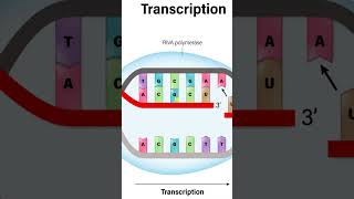 DNA Transcription Decoded The Blueprint Reader [upl. by Ludewig548]