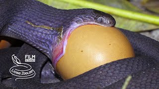 Eggeater swallowing huge egg eggeating snake feeding Dasypeltis snake eating behavior [upl. by Thurnau]