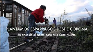 Plantamos Espárragos desde Coronas o garras 20 años de alimento en 1 día VLOG [upl. by Htebesile]