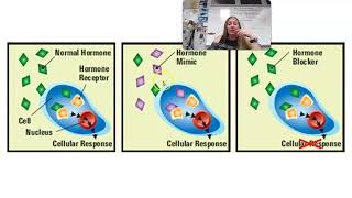 83 Endocrine Disruptors [upl. by Guod]