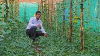 How can a small farmer earn Rs 15 lakh from multilayer farming [upl. by Herv]