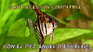 PECES COMPATIBLES CON EL PEZ ANGEL O ESCALAR [upl. by Laurent932]