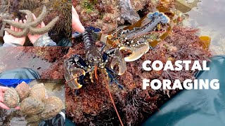 FORAGING LOBSTERS  Big Abalone  Giant Starfish  The Day Of Lobsters an Ormers [upl. by Mandie]