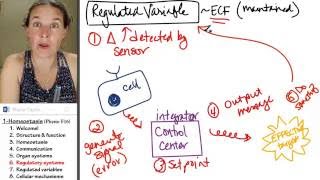 Homeostasis 6 Regulatory systems [upl. by Allyce]