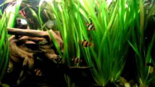 Update of my 420 liters tropical Asia fish tank  Asienbecken 66 [upl. by Philemol274]