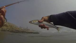 Cayucos Surf Fishing [upl. by Domph]