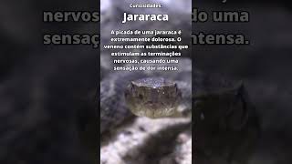 Jararaca  Curiosidades8 [upl. by Nella]