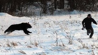 9 Real Bear Attacks on Human Caught on camera [upl. by Aicenra330]