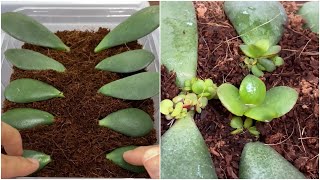 Jade Plant Care How to Care for Jade Plants  The Spruce IndoorPlantCare [upl. by Anora]