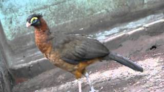 nocturnal curassow  nothocrax urumutum [upl. by Lenhart864]