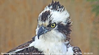 Duke returns to Barnegat Light  BL Osprey Cam Highlight [upl. by Anavahs]