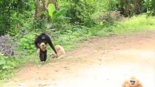 Tips Thailand  Wild Gibbons Phu Sua Waterfall Mae Hong Son  HD 1080p [upl. by Gnilsia]