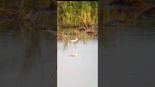 REDWATTLED LAPWING bird nature shortvideo shorts [upl. by Karp]