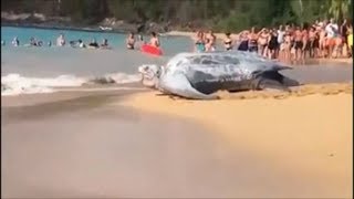 GRABAN UNA TORTUGA GIGANTE EN LA PLAYA [upl. by Skill]