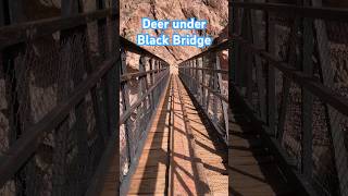 Deer under Black Bridge Grand Canyon [upl. by Llerehc]