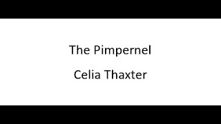 The Pimpernel  Celia Thaxter [upl. by Nehtan332]