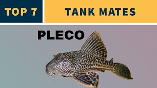 TANK MATES FOR PLECO [upl. by Kutzer]