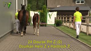 Veulenveiling Dronten  24  Dourak PH Z S  Dourkan Hero Z x Hardrock Z [upl. by Kam]