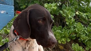 Meet Koa My New Side Kick from Montage Kapalua Bay on Maui Hawaii [upl. by Leoni]