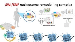 SWISNF Nucleosome remodeling complex [upl. by Llevrac902]