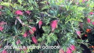 Grevillea Robyn Gordon Garden Center online Costa Brava  Girona [upl. by Nagam793]