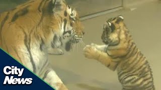 Adorable endangered Amur tiger cub plays with mom at Toronto Zoo [upl. by Inan848]