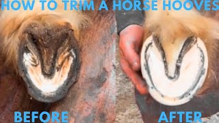 Farrier Hoof Restoration [upl. by Florence571]