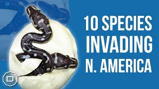 INVASIVE SPECIES 10 Species Invading North America 2018 [upl. by Leirvag]