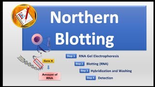 Northern Blotting [upl. by Annaeoj]