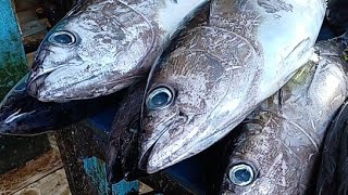 Live 23 Sept 24 ‼️🔥🔥 Fresh Yellowfin Tuna Cutting at the fish market Sorong Southwest Papua [upl. by Idnam]