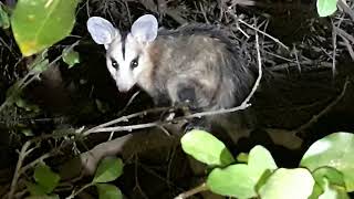 gambá de orelha branca Didelphis albiventris [upl. by Ahsad]