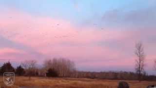 Sandhill Cranes on Sherburne National Wildlife Refuge [upl. by Edea870]