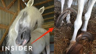 Rescue Horse With 30Pound Hooves Can Walk Again  Insider [upl. by Ynnaffit]