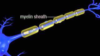 Node of Ranvier The Second Function [upl. by Amberly]