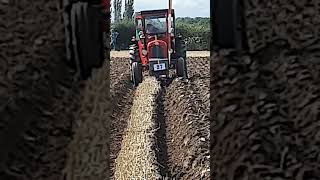 Massey Ferguson 35 Tractor at Cruckton Ploughing Competition  Saturday 14th September 2024 [upl. by Ailices]