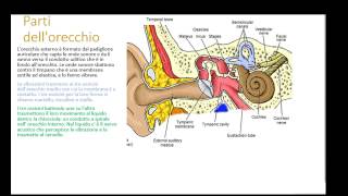 Lorecchio e il senso delludito  ricerca scuola Primaria [upl. by Adaha]