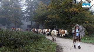 Almabtrieb Bayern Mystischer Almabtrieb von Salet zur Seelände am Königssee [upl. by Garry]