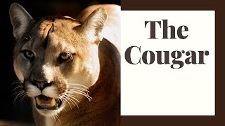 The Cougar Americas Big Cat [upl. by Hashum90]