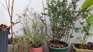 Repotting beautiful evergreen Chilean Guava Berry Bushes [upl. by Ajnek]