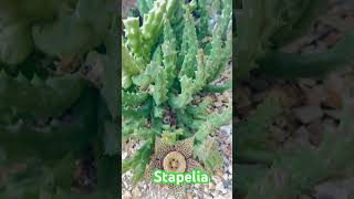 Stapelia sp bloom garden cactus succulent flowergarden [upl. by Haelem146]