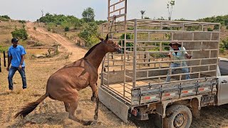 A MULA FOI EMBORA DA FAZENDA 😨 FOMOS BUSCAR [upl. by Dnaltiak853]