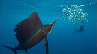 Facts The Sailfish [upl. by Neslund]