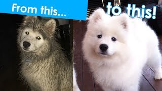 How to groom a Samoyed puppy [upl. by Aehsat]