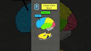 🔥 How to Remember Brain Lobes amp Functions in 60 seconds Nursing Mnemonic nursing [upl. by Ydualc]